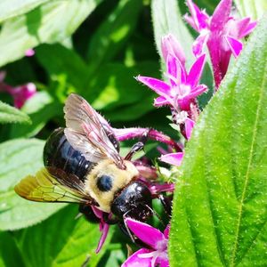 Close-up of butterfly pollinating on pink flower