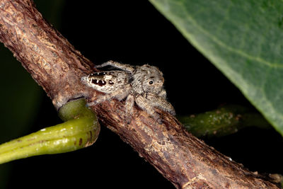 Close-up of a lizard on tree