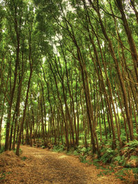 Trees on landscape