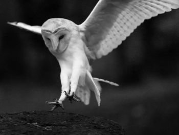 Close-up of bird flying