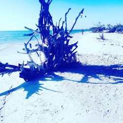 Tree on beach against blue sky