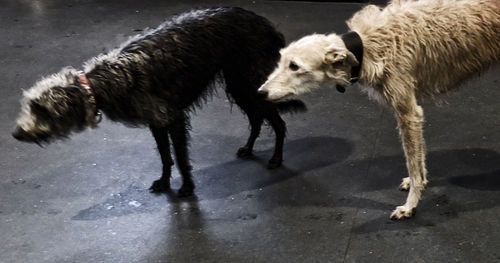 Full length of wet dog in puddle