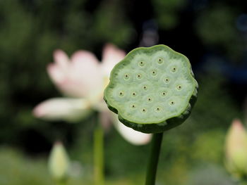 Close-up of plant