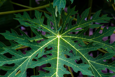 High angle view of plant leaves