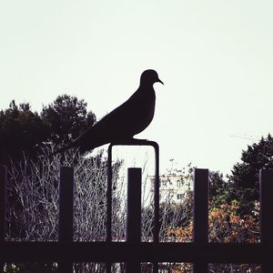 Low angle view of bird perching on railing against sky