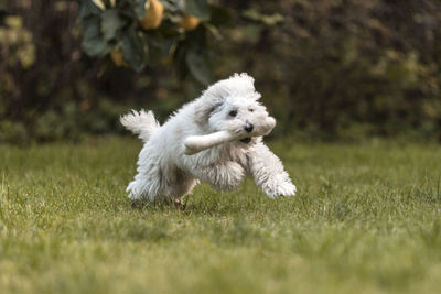 White poodle puppy playing in the garden outdoors