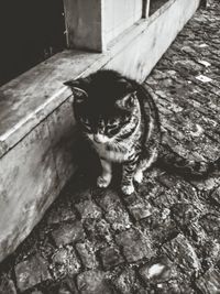 Portrait of cat sitting outdoors