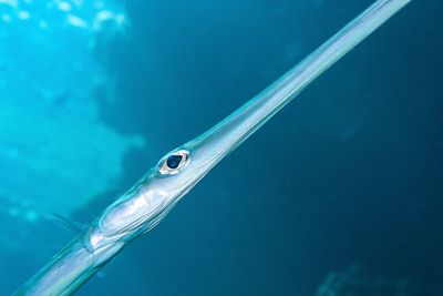 Close up of a trumpet fish