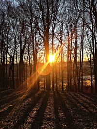 Sunlight streaming through trees in forest during sunset