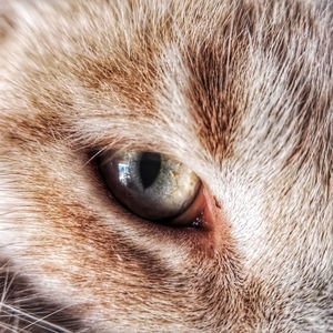 Close-up portrait of cat