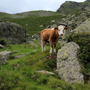 Cows standing in a field