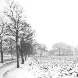 Bare trees on snow covered landscape