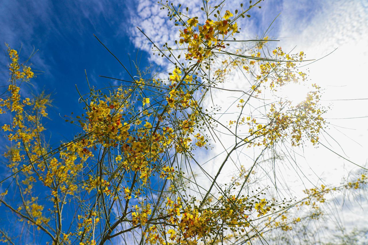 LOW ANGLE VIEW OF FLOWERING PLANTS AGAINST SKY