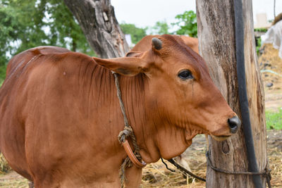 Close-up of a cow