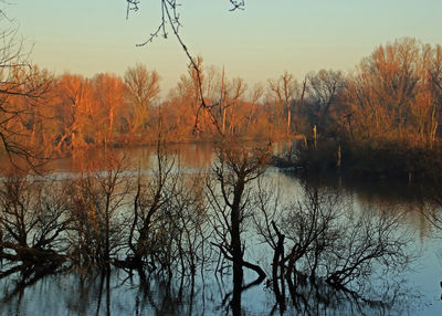 Bare trees in lake during winter