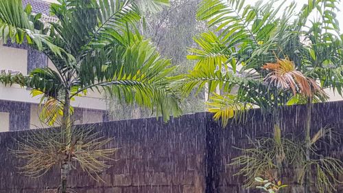 Close-up of palm tree