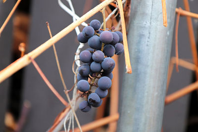 Views of ripe grapes in the fall on bare vine stems