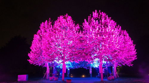 Low angle view of illuminated trees against sky