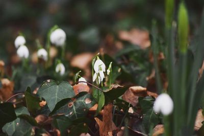 Close-up of flowers on plant