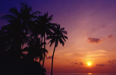 Silhouette palm trees at sunset