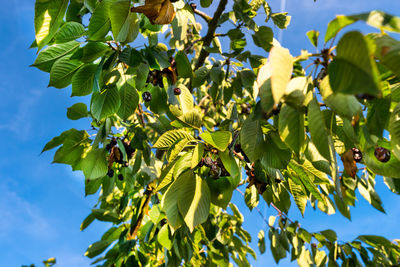 Dried and moldy cherries due to hot weather, no rainfall in western germany, broken branches.