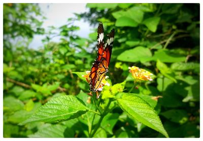 Close-up of butterfly on plant