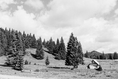 Pine trees on field against sky