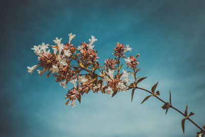 Low angle view of flowering plant against blue sky