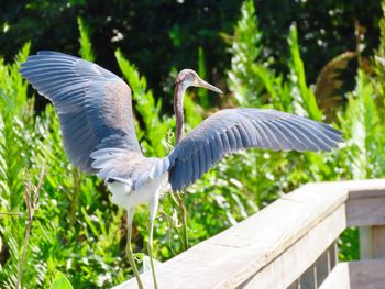 Gray heron flying