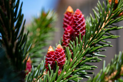 Close-up of pine tree