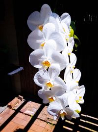 Close-up of white flowers against black background