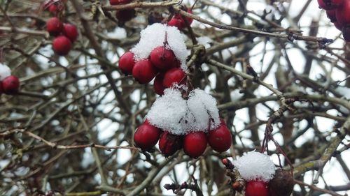 Close-up of cherries on tree
