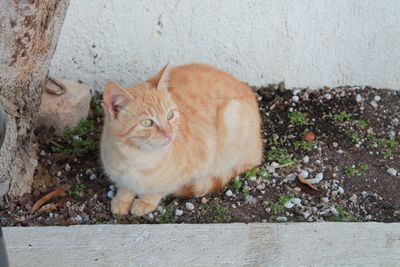 Cat on grass