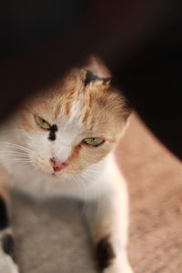 Close-up of cat resting