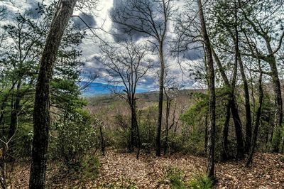 Bare trees on landscape