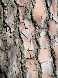 Full frame shot of tree trunk against wall