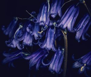 Close-up of wilted purple flowers