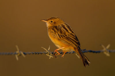 Close-up of bird perching on barbed wire