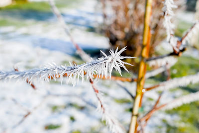 Close-up of frozen plant