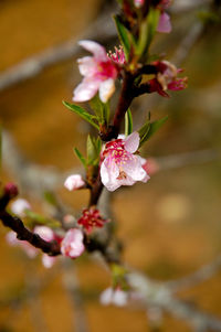 Close-up of pink cherry blossoms