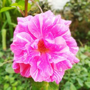 Close-up of pink flower blooming outdoors