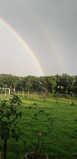 Scenic view of field against rainbow in sky