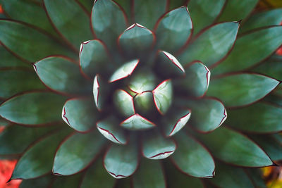 Full frame shot of succulent plant