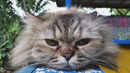 Close-up portrait of cat