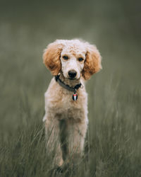 Portrait of dog sticking out tongue on field