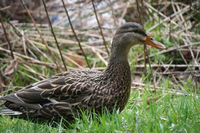 Close-up of duck on field