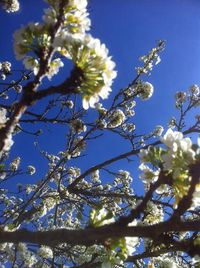 Low angle view of flowers