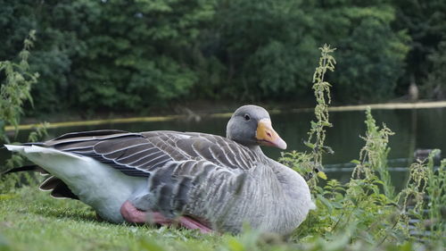 Close-up of bird in grass