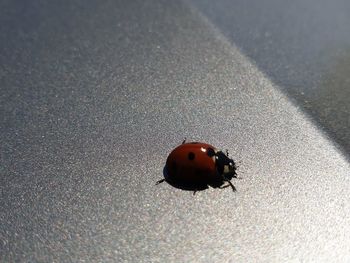 High angle view of ladybug