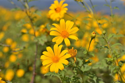 Close-up of yellow flowering plant on field